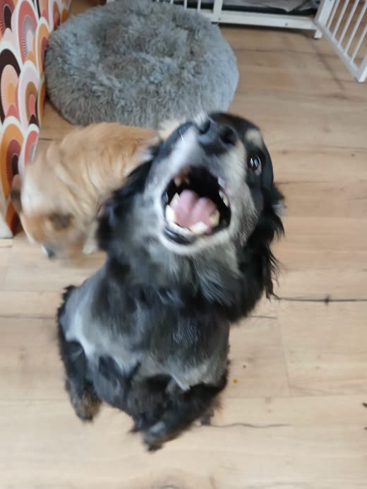 A black-and-white spaniel-type dog on the salon floor, mouth open mid-bark